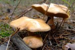 DSCF9767