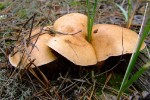 DSCF9769