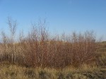 IMG_3925