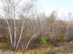 IMG_3949