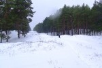 Лыжный поход выходного дня по Цюрупинскому лесу 20 декабря 2009