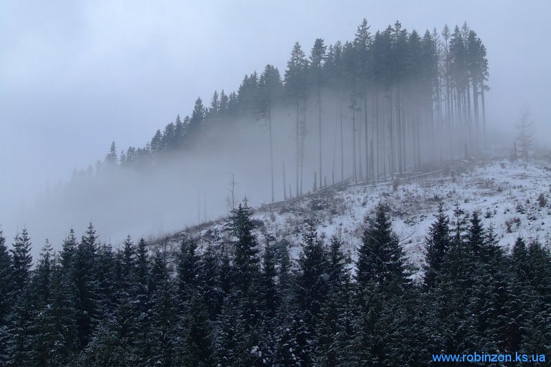 Лес в тумане, 31 января 2010